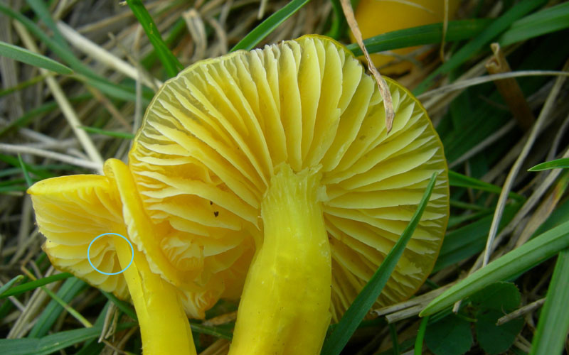 1850   fungo giallo  cfr  Hygrocybe chlorophana ceracea  Natura